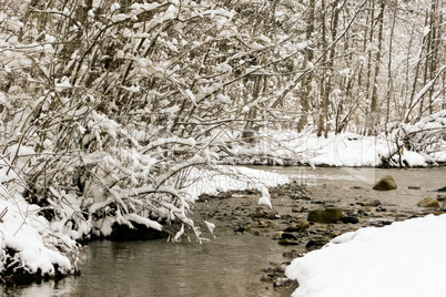 forest and field  winter landscape