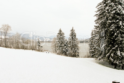 forest and field  winter landscape