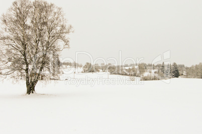 forest and field  winter landscape