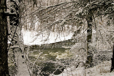 forest and field  winter landscape