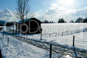 forest and field  winter landscape