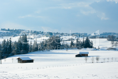 forest and field  winter landscape