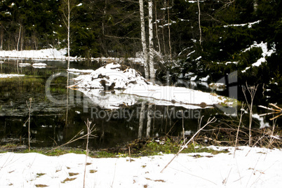 forest and field  winter landscape