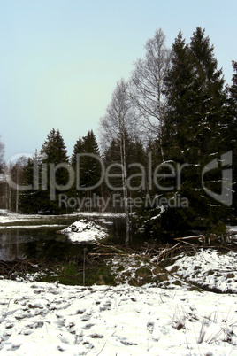 forest and field  winter landscape