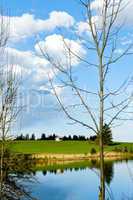 beutiful landscape in spring lake and forest