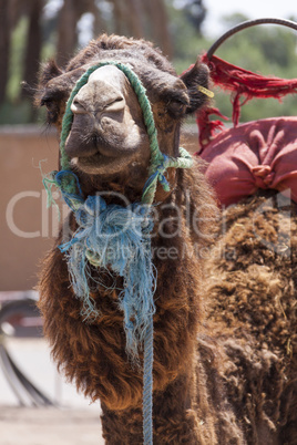 Camel in Marrakesch, Morocco