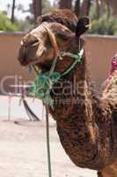 Camel in Marrakesch, Morocco