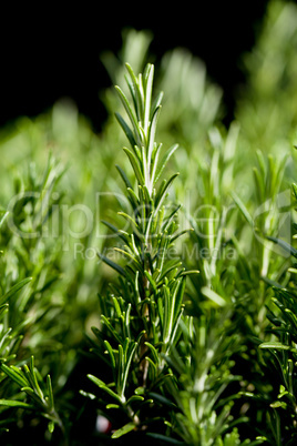 fresh aromatic green rosemary macro