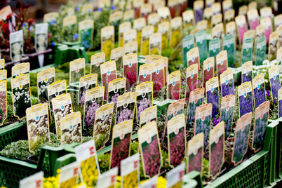 flowers assortement crop seed garden market