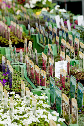 flowers assortement crop seed garden market