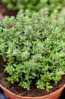 fresh green aromatc thyme herb macro