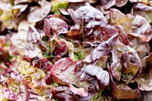 fresh grean and red head lettuce salad macro