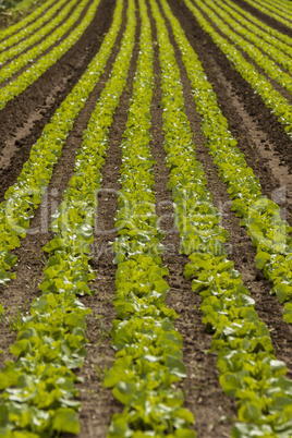 green cabbage plant field outdoor in summer