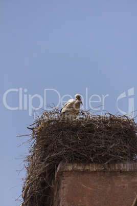 Storks nesting on a rooftop in Marrakesch