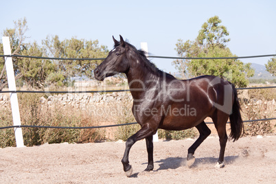 caballo de pura raza menorquina prm horse outdoor rolling