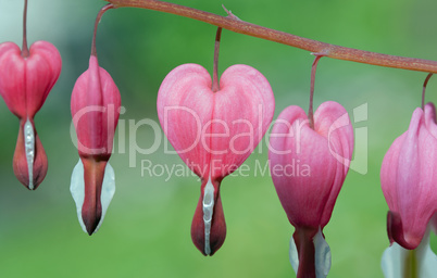 Tränendes Herz (Lamprocapnos spectabilis)