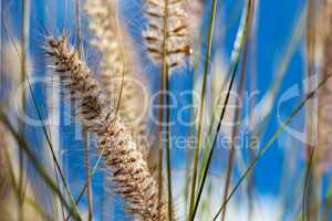 Flowering wild ornamental grass