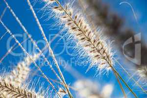 Flowering wild ornamental grass