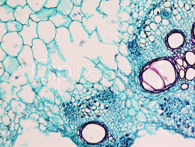 Cucurbita stem micrograph