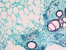 Cucurbita stem micrograph