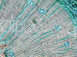 Pine Wood micrograph