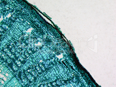 Tilia stem micrograph