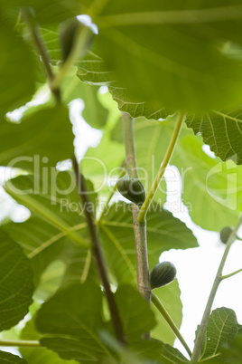 Green figs ripening on a tree