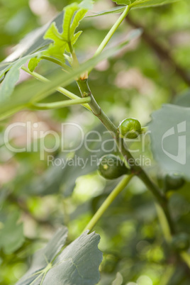 Green figs ripening on a tree