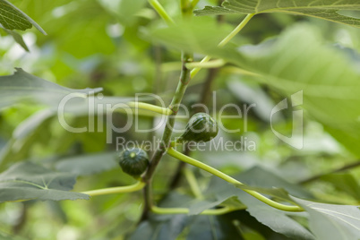 Green figs ripening on a tree