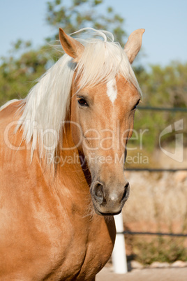 beautiful blond cruzado horse outside horse ranch field