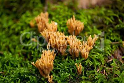 ramaria mushroom detail macro in forest autumn seasonal