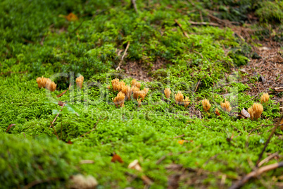 ramaria mushroom detail macro in forest autumn seasonal