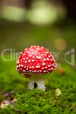 agaric amanita muscaia mushroom detail in forest autumn