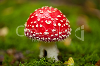 agaric amanita muscaia mushroom detail in forest autumn