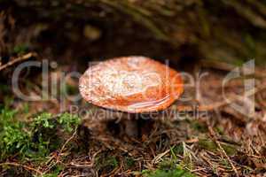 brown mushroom autumn outdoor macro closeup