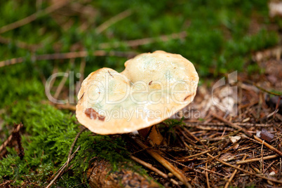 brown mushroom autumn outdoor macro closeup