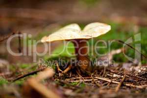 brown mushroom autumn outdoor macro closeup