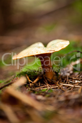 brown mushroom autumn outdoor macro closeup