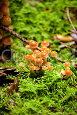 group of brown mushrooms in forest autumn outdoor