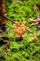 group of brown mushrooms in forest autumn outdoor