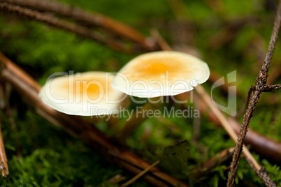 brown mushroom autumn outdoor macro closeup