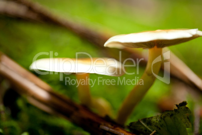 brown mushroom autumn outdoor macro closeup