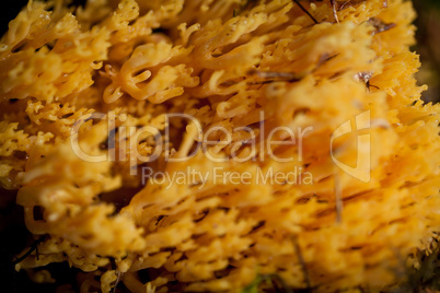 ramaria mushroom detail macro in forest autumn seasonal