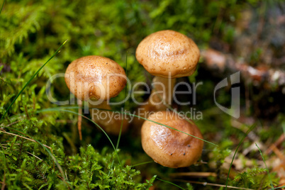 brown mushroom autumn outdoor macro closeup