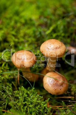 brown mushroom autumn outdoor macro closeup