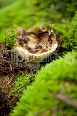 brown mushroom autumn outdoor macro closeup