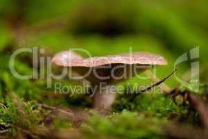 brown mushroom autumn outdoor macro closeup