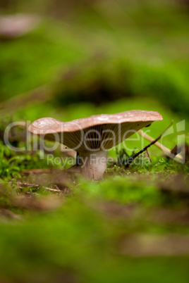 brown mushroom autumn outdoor macro closeup