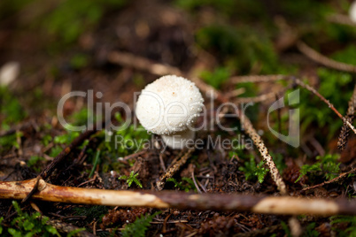 brown mushroom autumn outdoor macro closeup