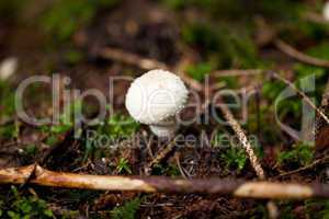 brown mushroom autumn outdoor macro closeup